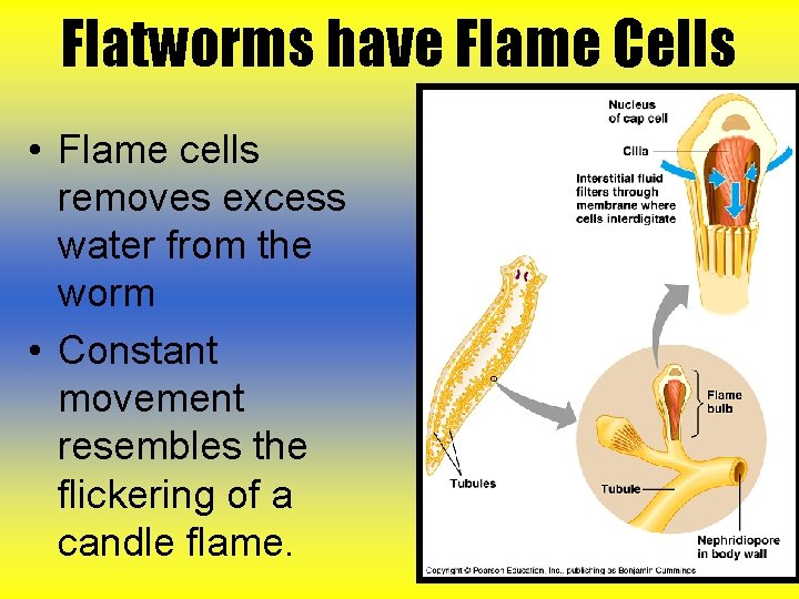 Flatworms have Flame Cells • Flame cells removes excess water from the worm • Flatworms have Flame Cells • Flame cells removes excess water from the worm •