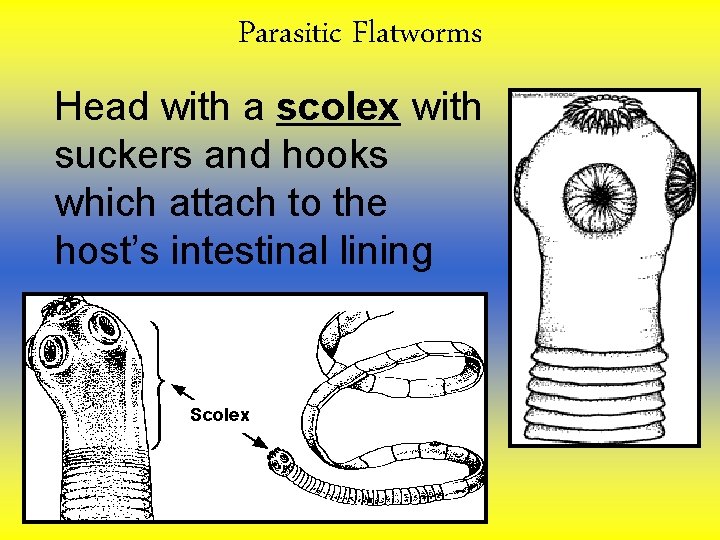 Parasitic Flatworms Head with a scolex with suckers and hooks which attach to the Parasitic Flatworms Head with a scolex with suckers and hooks which attach to the