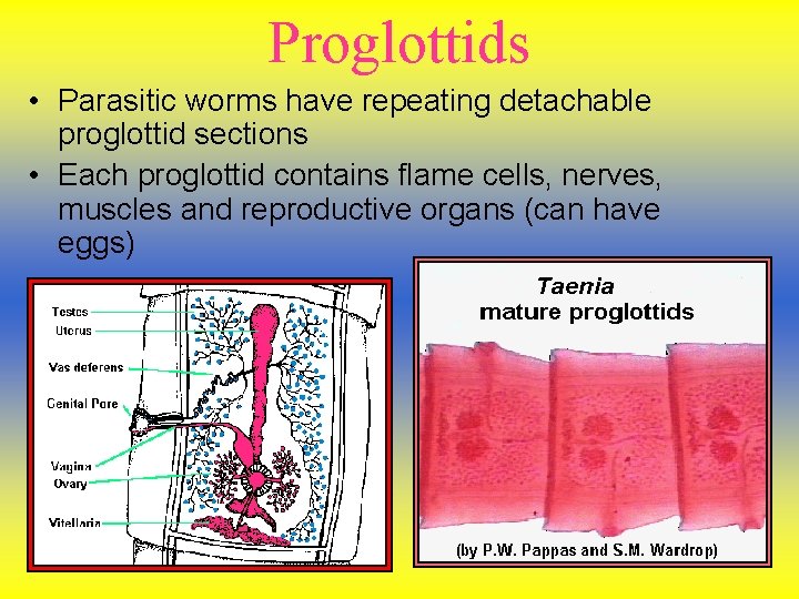 Proglottids • Parasitic worms have repeating detachable proglottid sections • Each proglottid contains flame Proglottids • Parasitic worms have repeating detachable proglottid sections • Each proglottid contains flame