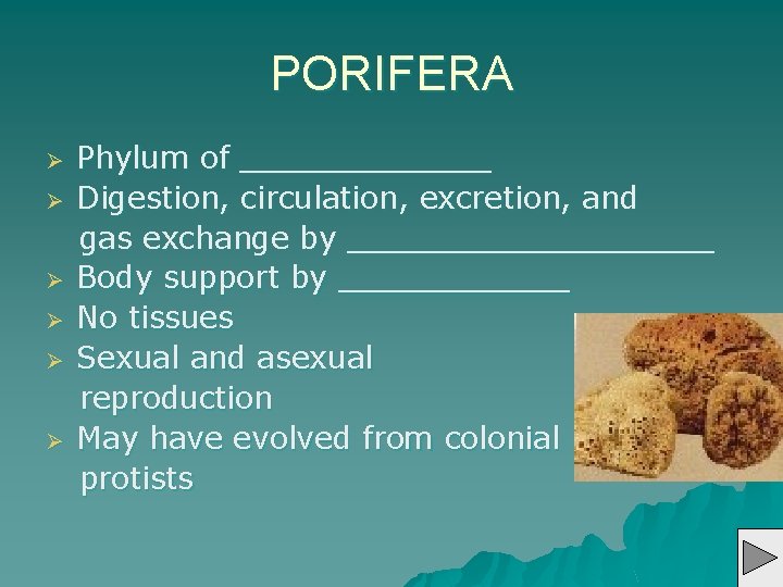 PORIFERA Ø Ø Ø Phylum of _______ Digestion, circulation, excretion, and gas exchange by