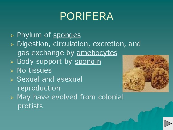 PORIFERA Ø Ø Ø Phylum of sponges Digestion, circulation, excretion, and gas exchange by