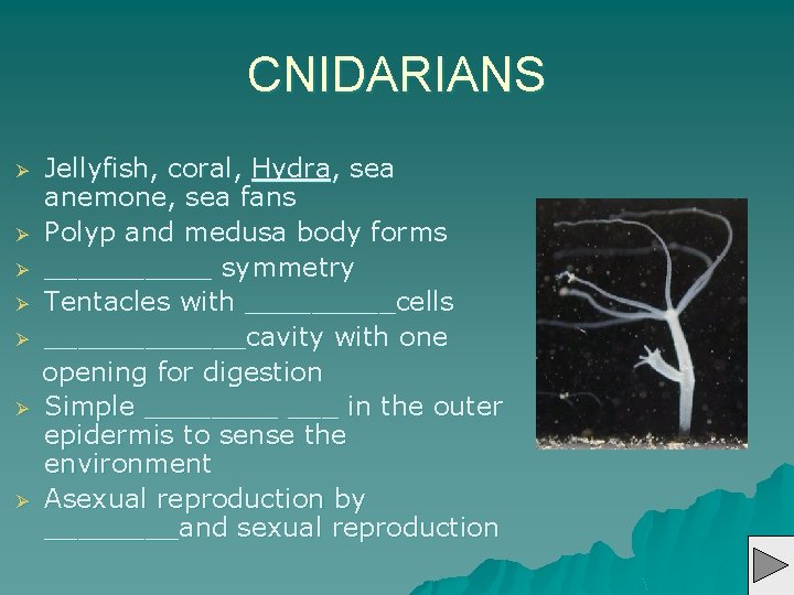 CNIDARIANS Ø Ø Ø Ø Jellyfish, coral, Hydra, sea anemone, sea fans Polyp and