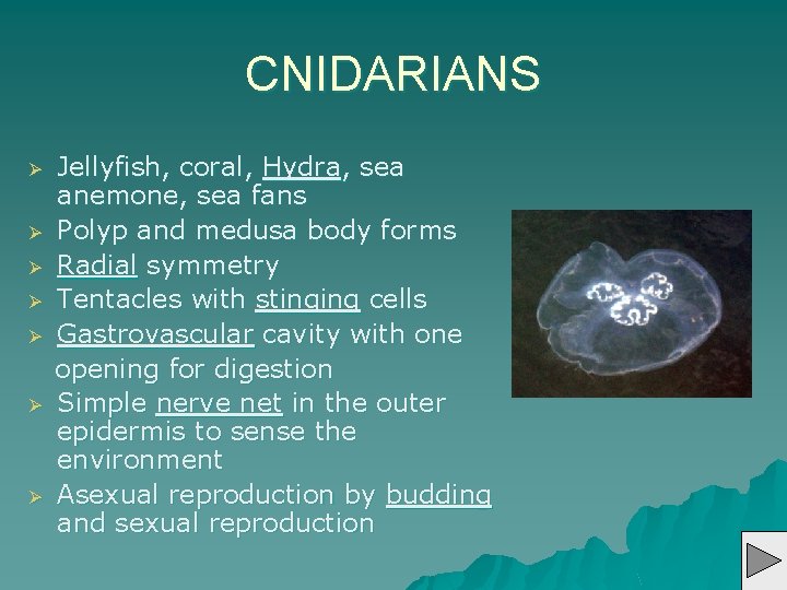 CNIDARIANS Ø Ø Ø Ø Jellyfish, coral, Hydra, sea anemone, sea fans Polyp and