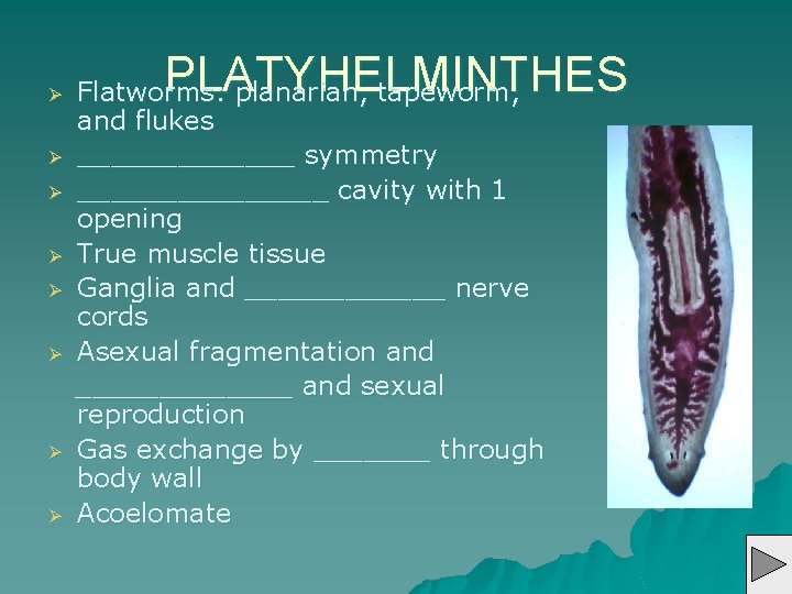 Ø Ø Ø Ø PLATYHELMINTHES Flatworms: planarian, tapeworm, and flukes _______ symmetry ________ cavity
