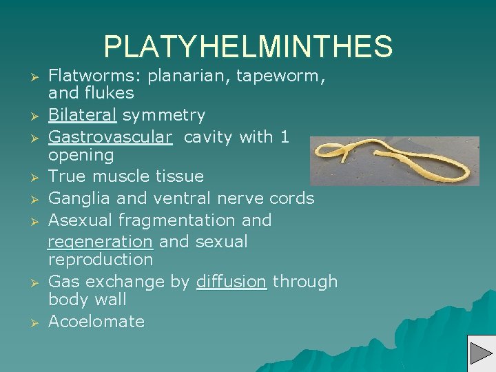 PLATYHELMINTHES Ø Ø Ø Ø Flatworms: planarian, tapeworm, and flukes Bilateral symmetry Gastrovascular cavity
