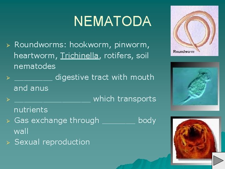 NEMATODA Ø Ø Ø Roundworms: hookworm, pinworm, heartworm, Trichinella, rotifers, soil nematodes ____ digestive
