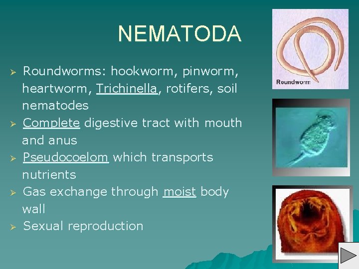 NEMATODA Ø Ø Ø Roundworms: hookworm, pinworm, heartworm, Trichinella, rotifers, soil nematodes Complete digestive