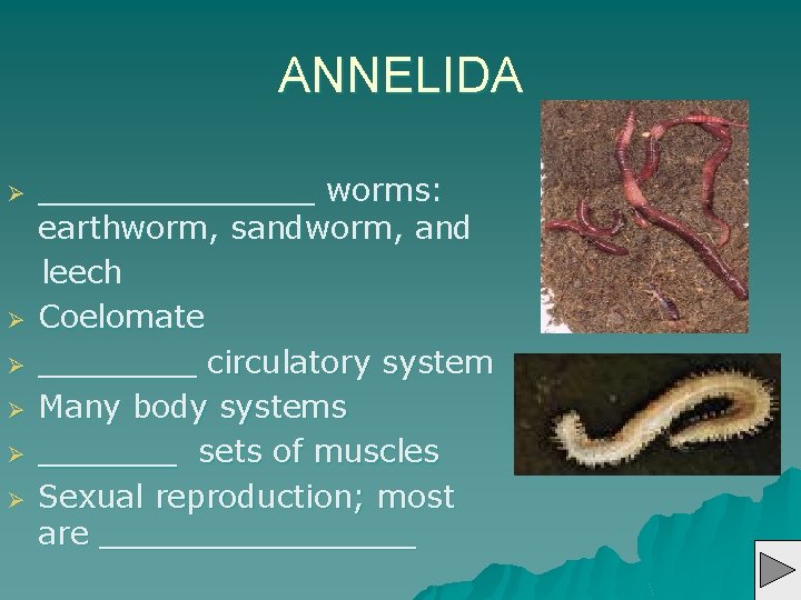 ANNELIDA Ø Ø Ø _______ worms: earthworm, sandworm, and leech Coelomate ____ circulatory system