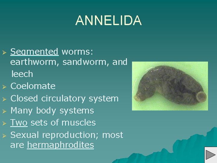 ANNELIDA Ø Ø Ø Segmented worms: earthworm, sandworm, and leech Coelomate Closed circulatory system