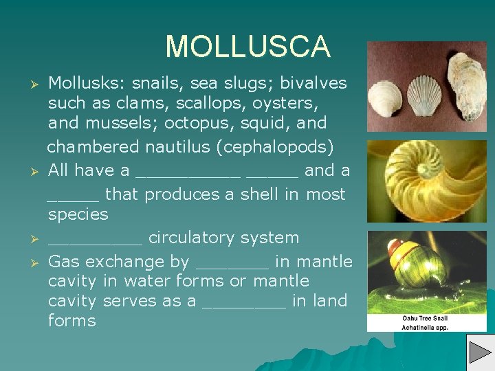 MOLLUSCA Ø Ø Mollusks: snails, sea slugs; bivalves such as clams, scallops, oysters, and