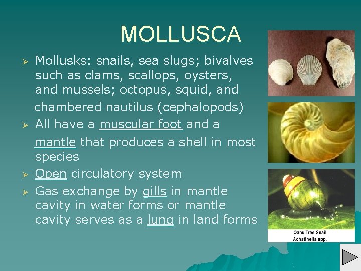 MOLLUSCA Ø Ø Mollusks: snails, sea slugs; bivalves such as clams, scallops, oysters, and