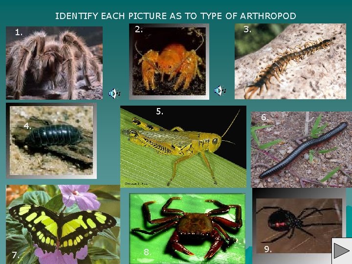 IDENTIFY EACH PICTURE AS TO TYPE OF ARTHROPOD 2. 3. 1. . 5. 4.
