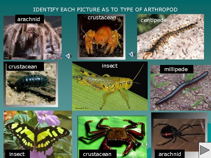 IDENTIFY EACH PICTURE AS TO TYPE OF ARTHROPOD crustacean arachnid centipede crustacean insect crustacean
