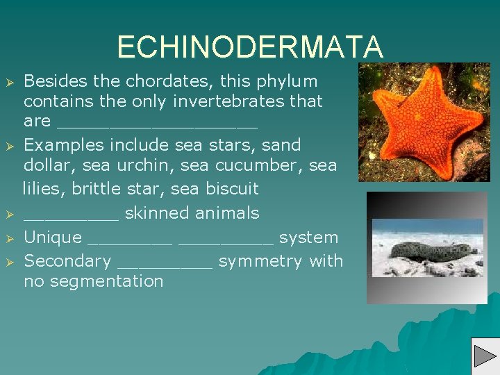 ECHINODERMATA Ø Ø Ø Besides the chordates, this phylum contains the only invertebrates that