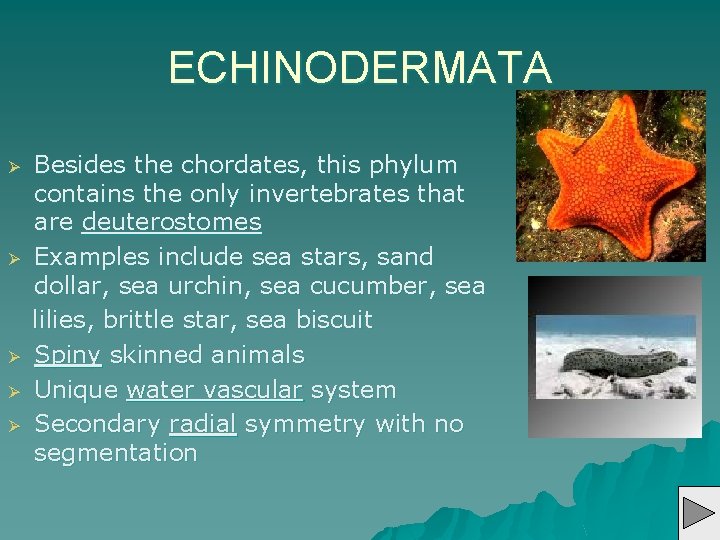 ECHINODERMATA Ø Ø Ø Besides the chordates, this phylum contains the only invertebrates that