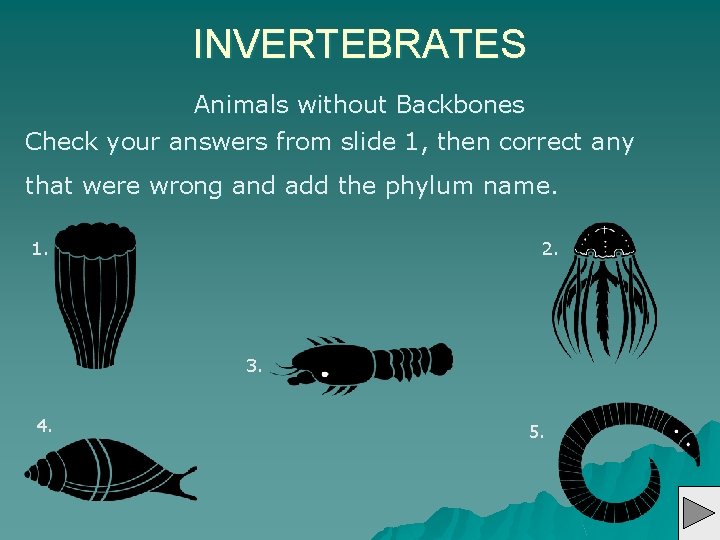 INVERTEBRATES Animals without Backbones Check your answers from slide 1, then correct any that
