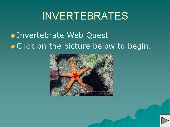 INVERTEBRATES u Invertebrate Web Quest u Click on the picture below to begin. 