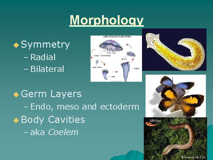 Morphology u Symmetry – Radial – Bilateral u Germ Layers – Endo, meso and