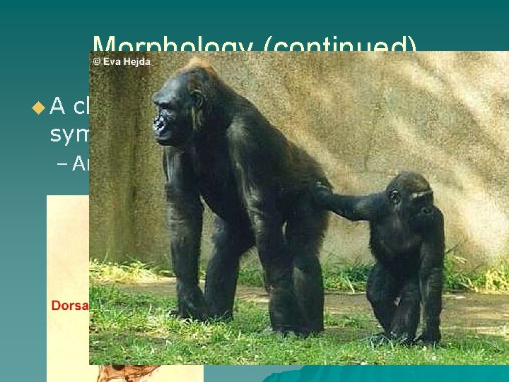 Morphology (continued) u. A closer look at bilateral body symmetry – Anatomy terms 