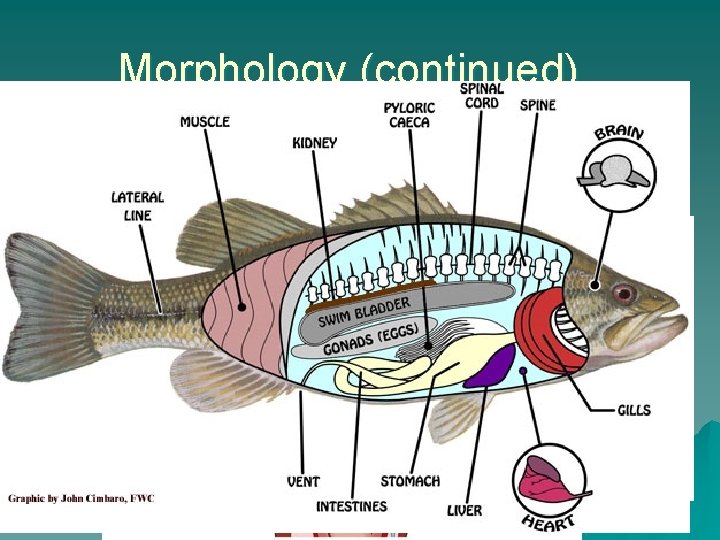 Morphology (continued) u Cephalization – concentration of sensory and brain structures in anterior region