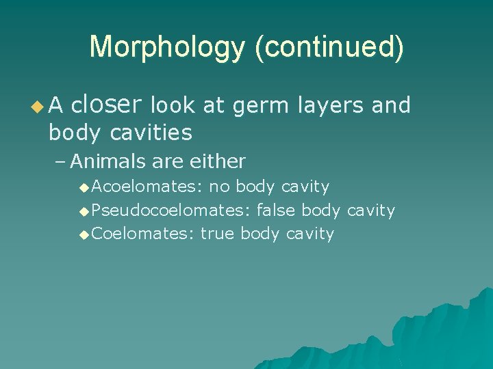 Morphology (continued) closer look at germ layers and body cavities u. A – Animals