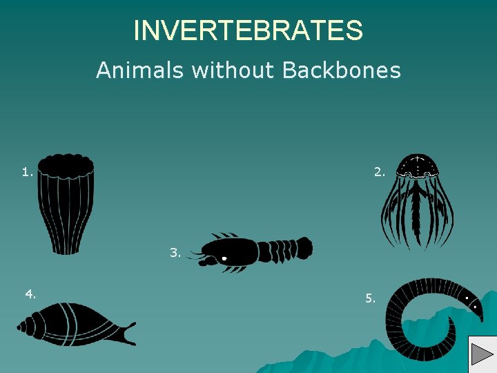 INVERTEBRATES Animals without Backbones 1. 2. 3. 4. 5. 