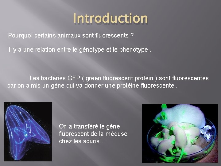 Introduction Pourquoi certains animaux sont fluorescents ? Il y a une relation entre le
