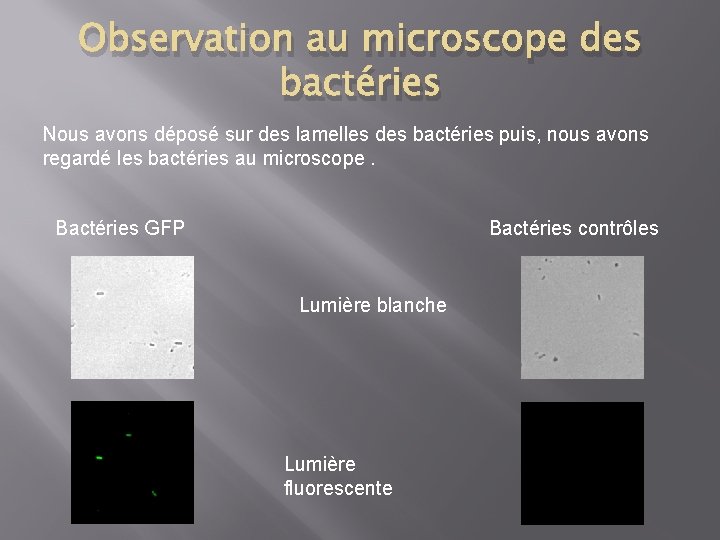 Observation au microscope des bactéries Nous avons déposé sur des lamelles des bactéries puis,