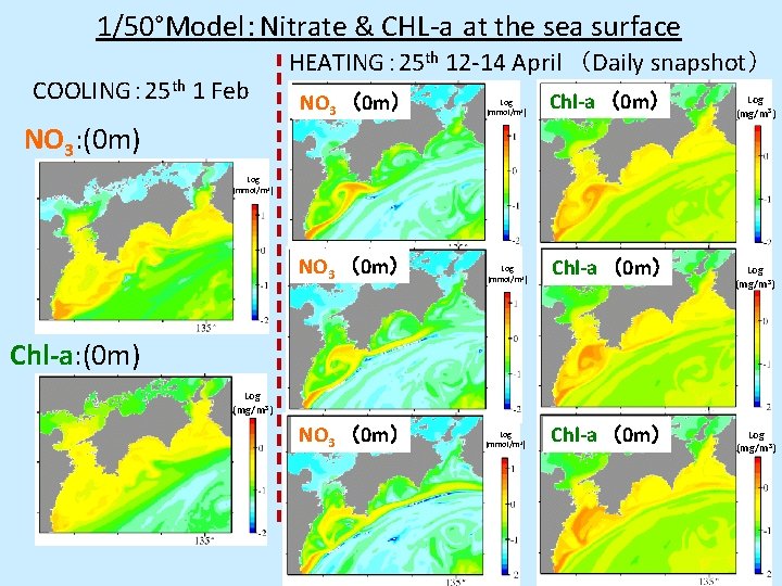 1/50°Model：Nitrate & CHL-a at the sea surface COOLING： 25 th 1 Feb HEATING： 25