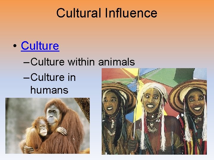 Cultural Influence • Culture – Culture within animals – Culture in humans 