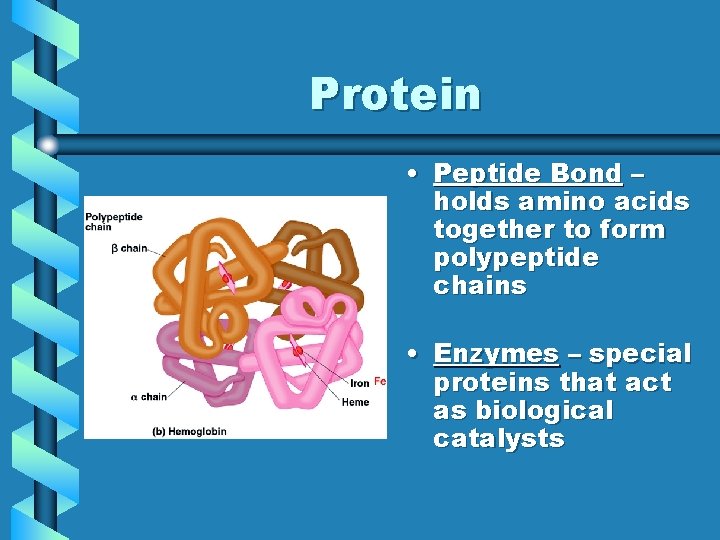 Protein • Peptide Bond – holds amino acids together to form polypeptide chains •