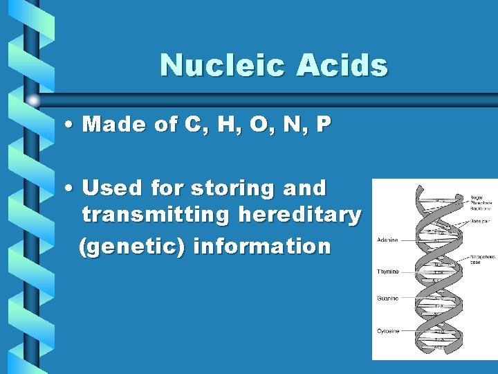 Nucleic Acids • Made of C, H, O, N, P • Used for storing