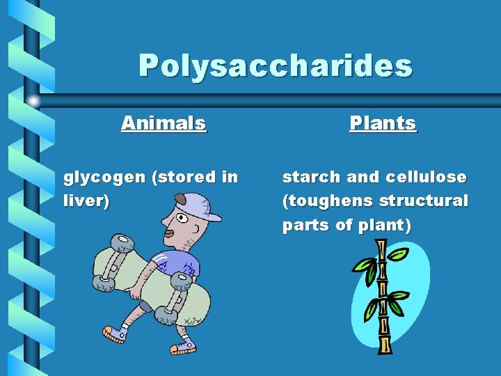 Polysaccharides Animals glycogen (stored in liver) Plants starch and cellulose (toughens structural parts of