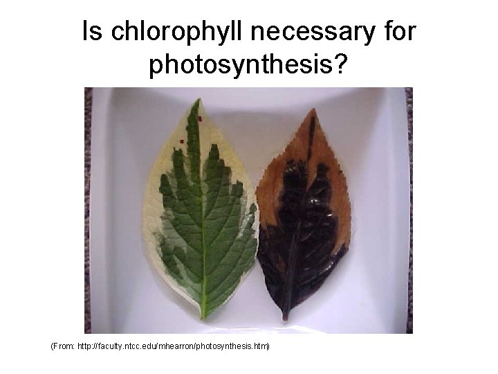 Is chlorophyll necessary for photosynthesis? (From: http: //faculty. ntcc. edu/mhearron/photosynthesis. htm) 