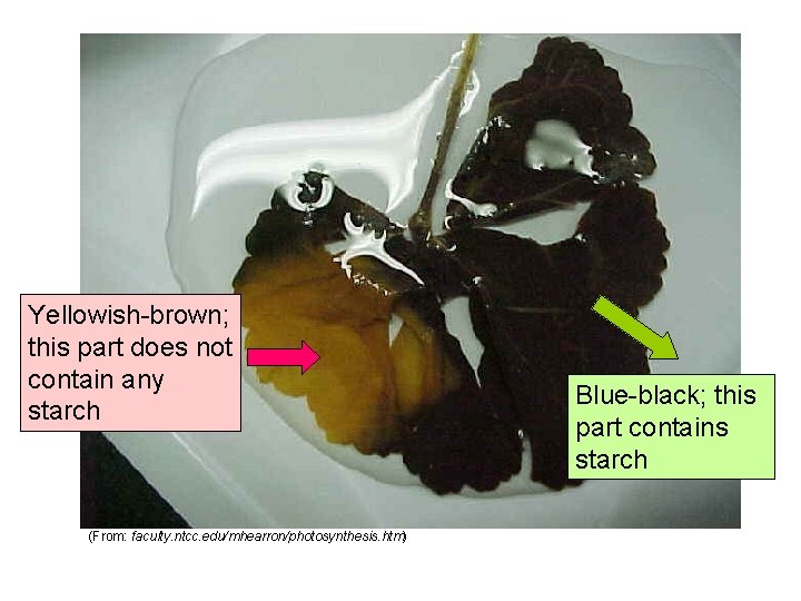 Yellowish-brown; this part does not contain any starch (From: faculty. ntcc. edu/mhearron/photosynthesis. htm) Blue-black;