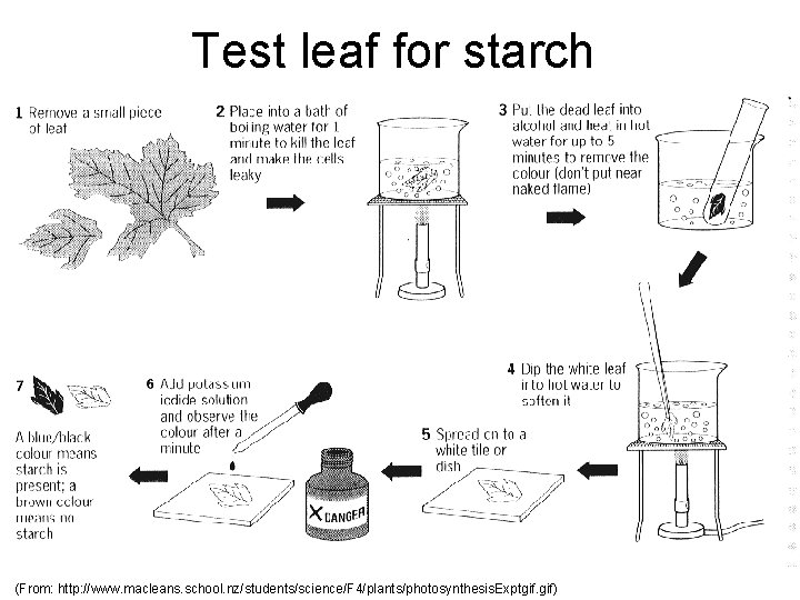 Test leaf for starch (From: http: //www. macleans. school. nz/students/science/F 4/plants/photosynthesis. Exptgif. gif) 