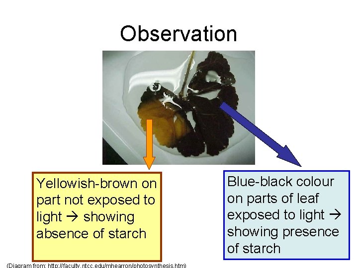 Observation Yellowish-brown on part not exposed to light showing absence of starch (Diagram from: