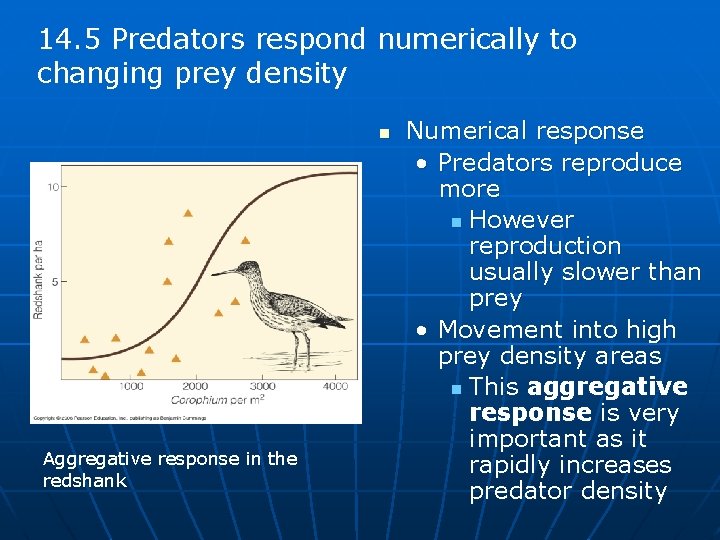 14. 5 Predators respond numerically to changing prey density n Aggregative response in the