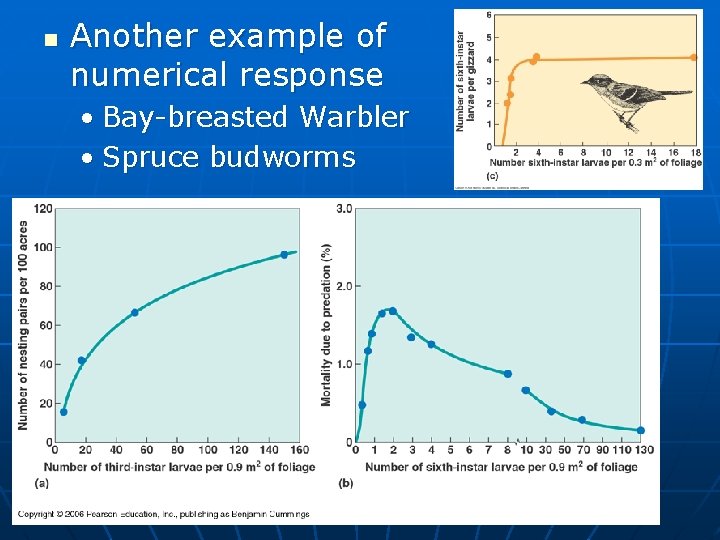 n Another example of numerical response • Bay-breasted Warbler • Spruce budworms 