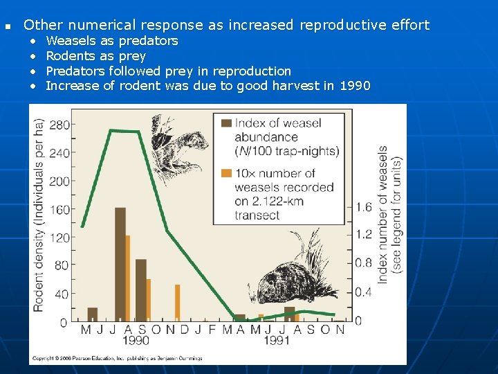 n Other numerical response as increased reproductive effort • • Weasels as predators Rodents