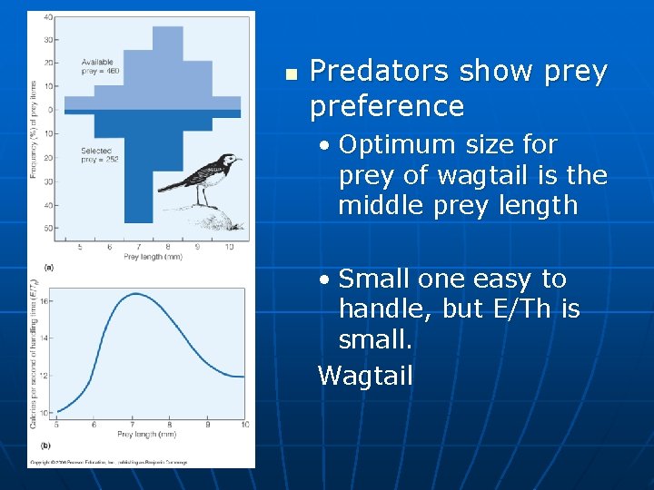 n Predators show prey preference • Optimum size for prey of wagtail is the