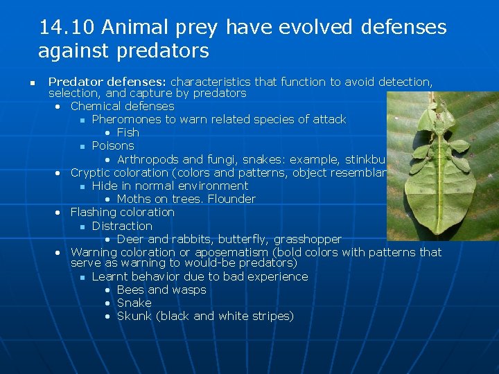 14. 10 Animal prey have evolved defenses against predators n Predator defenses: characteristics that