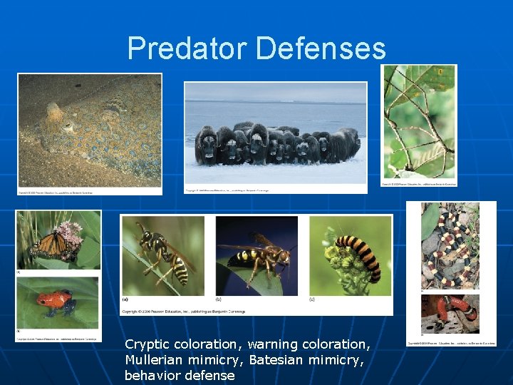 Predator Defenses Cryptic coloration, warning coloration, Mullerian mimicry, Batesian mimicry, behavior defense 