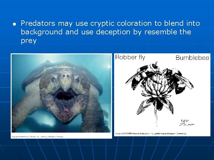 n Predators may use cryptic coloration to blend into background and use deception by