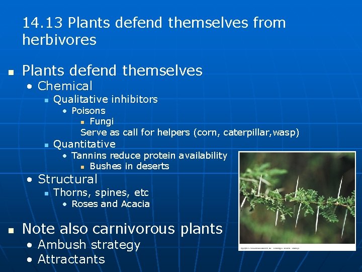 14. 13 Plants defend themselves from herbivores n Plants defend themselves • Chemical n