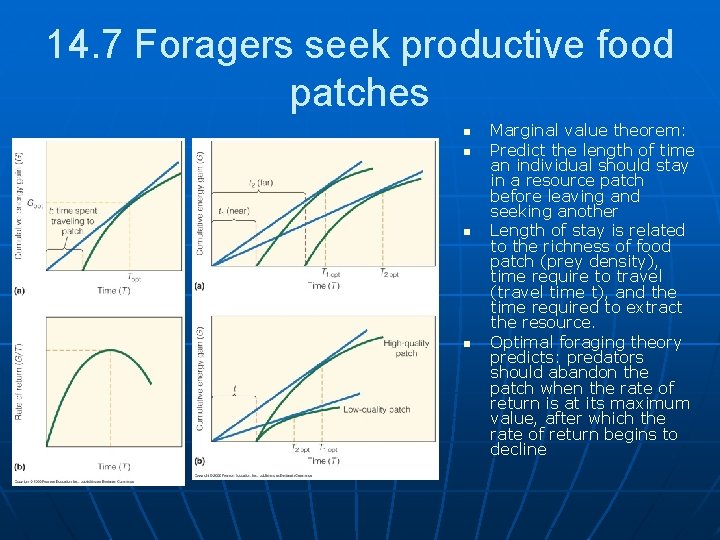 14. 7 Foragers seek productive food patches n n Marginal value theorem: Predict the