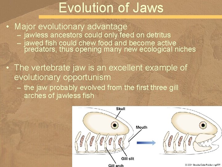 Evolution of Jaws • Major evolutionary advantage – jawless ancestors could only feed on