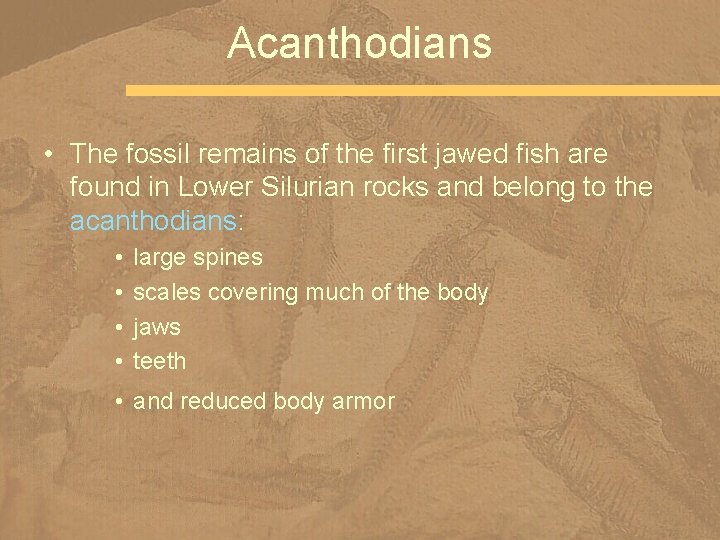 Acanthodians • The fossil remains of the first jawed fish are found in Lower