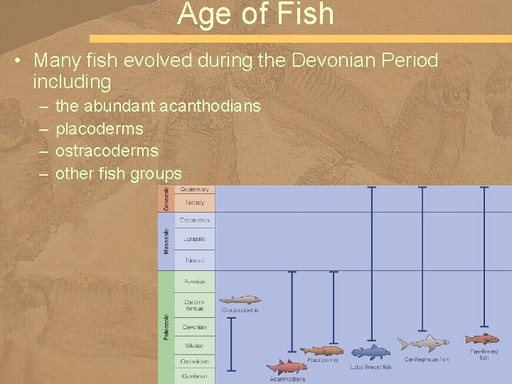 Age of Fish • Many fish evolved during the Devonian Period including – –