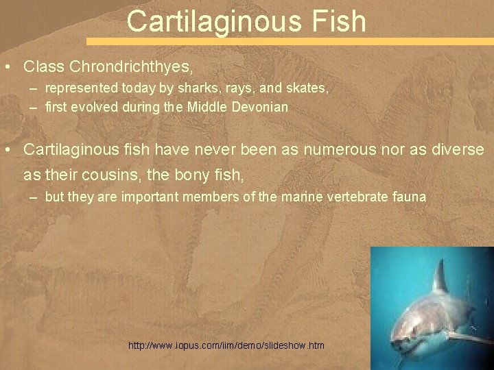 Cartilaginous Fish • Class Chrondrichthyes, – represented today by sharks, rays, and skates, –